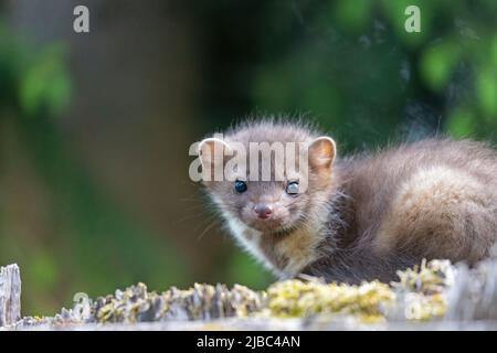 Der süße junge Marder schaut draußen auf die Kamera Stockfoto