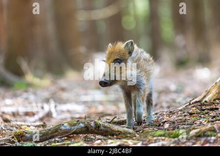 Vorderansicht Porträt eines jungen Wildschweins, das im Wald posiert. Horizontal. Stockfoto
