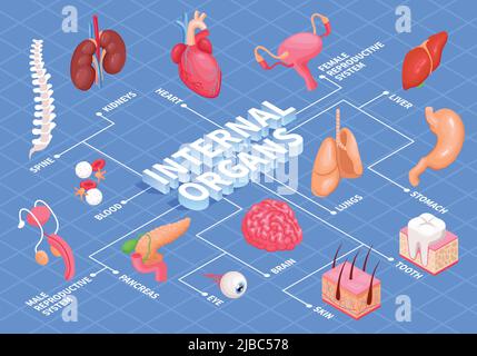 Flussdiagramm der menschlichen Organe mit isometrischer Vektordarstellung der Herzleber und Nieren Stock Vektor