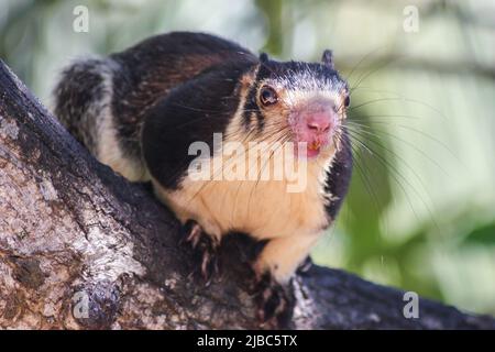 Ein neugieriger Grizzled Giant Squirrel (Ratufa macroura), sitzt in einem Baum und beobachtet die Frau, die sein Foto macht. Dieses Foto wurde auf der Insel Kothduwa aufgenommen Stockfoto