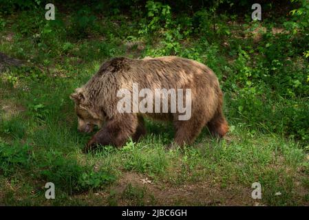 Großer Braunbär beim Spaziergang im Wald Stockfoto