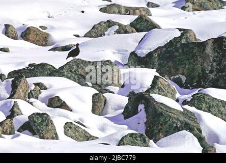 Red Grouse im Schnee hoch oben in den Cairngorms Schottland Stockfoto