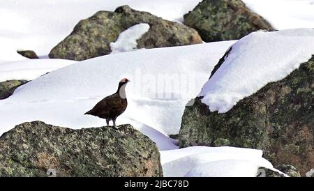 Red Grouse im Schnee hoch oben in den Cairngorms Schottland Stockfoto