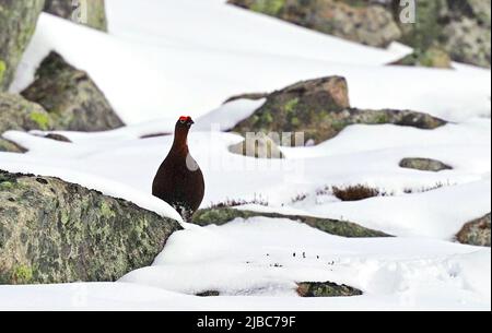 Red Grouse im Schnee hoch oben in den Cairngorms Schottland Stockfoto