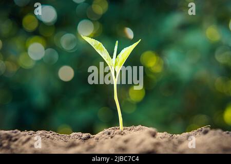 Junger Spross im Frühling, Closeup. Kirschsprossen wächst auf einem verschwommenen grünen Hintergrund aus dem Boden. Stockfoto