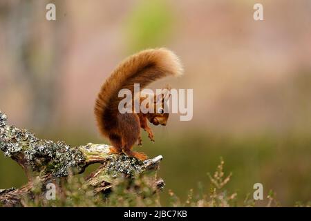 Sehr niedliches Rothörnchen, das in Schottland wegen der Pine Martin, die die Zahlen der Grauen Eichhörnchen kontrolliert, wild gesehen wird Stockfoto