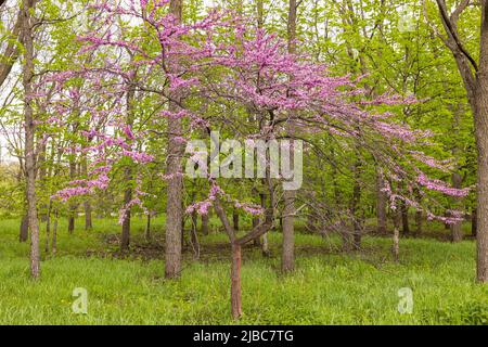 Ein Krabbenbaum im Frühling im Wald. Stockfoto