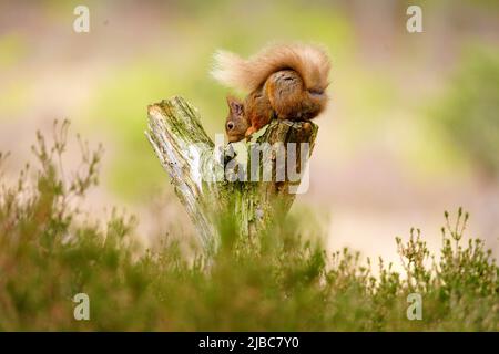 Sehr niedliches Rothörnchen, das in Schottland wegen der Pine Martin, die die Zahlen der Grauen Eichhörnchen kontrolliert, wild gesehen wird Stockfoto