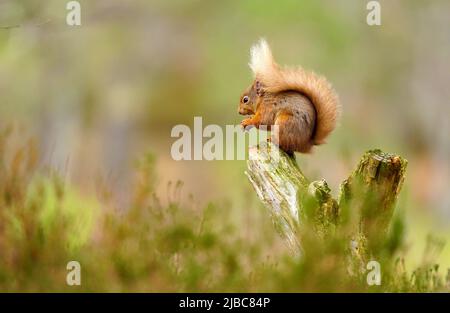 Sehr niedliches Rothörnchen, das in Schottland wegen der Pine Martin, die die Zahlen der Grauen Eichhörnchen kontrolliert, wild gesehen wird Stockfoto