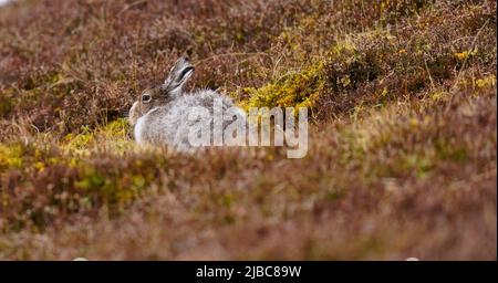 Der Mountain Hare hat sich an Berg- und Polarregionen angepasst Stockfoto