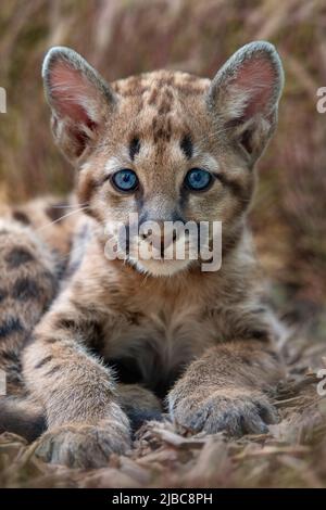 Porträt schließen Baby Cougar, Berglöwe oder puma Stockfoto