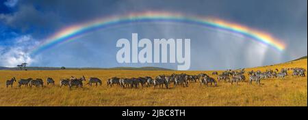 Zebras in einer Reihe in der Savanne auf Regenbogenhintergrund in Afrika zu Fuß Stockfoto