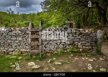 Ein Leiterstiel über einer Trockenmauer auf Hampsfell, Lake District Peninsulas, England Stockfoto