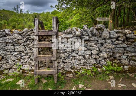 Ein Leiterstiel über einer Trockenmauer auf Hampsfell, Lake District Peninsulas, England Stockfoto