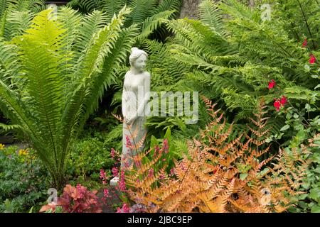 Federockenfarn, Straußenfarn, Straußenfeder, Matteuccia struthiopteris, Marmor, Alabaster, Statue, Statuen, Frau, Dame, Weibchen. Farnerie, Stockfoto