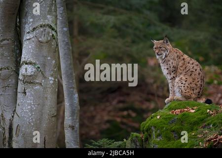 Eurasischer Luchs im Wald Stockfoto