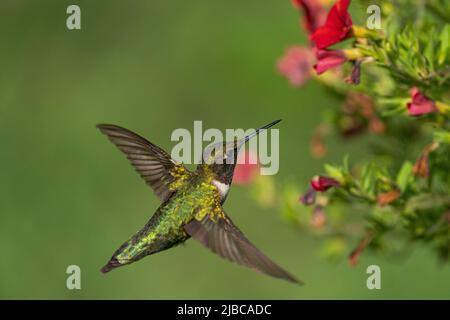 Rotkehlchen-Kolibri, der Nektar sammelt Stockfoto