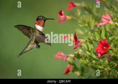 Rotkehlchen-Kolibri, der Nektar sammelt Stockfoto