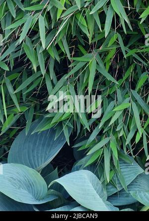 Köstliche Farben aus der Nähe von grünem Bambus und blauen Hostablättern Stockfoto