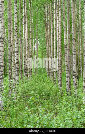 Frühling in Birkenholz Kumla Schweden Mai 2022 Stockfoto