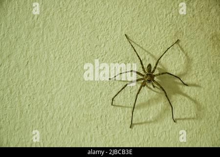 Riesige gewöhnliche Jägerspinne, die nachts an der Hauswand kriecht Stockfoto