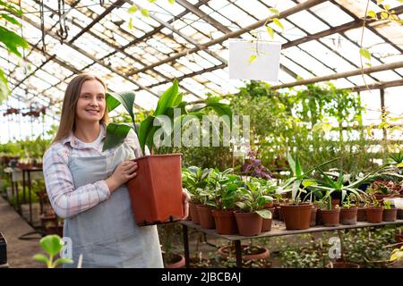 Eine junge Gewächshausarbeiterin trägt eine große grüne Blume in einem Topf. Das Konzept der Arbeit in einer umweltfreundlichen Umgebung. Stockfoto