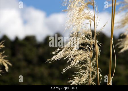 Toitoi Grass (Toetoe Pampas) - Neuseeland Stockfoto