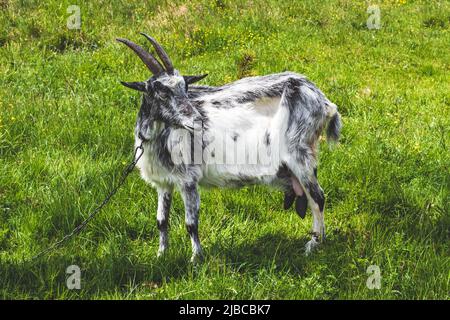 Reife, Erwachsene schwarze und weiße Ziege mit Hörnern grast auf einer grünen Wiese. Sommerlandschaft, Weide. Grasen auf dem Grasland. Landwirtschaftskonzept Stockfoto