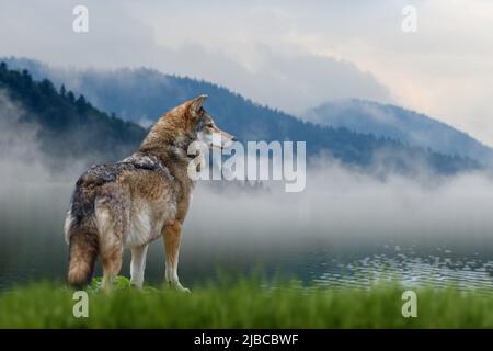 Close Wolf steht im Gras und blickt in die Ferne vor der Kulisse der Berge Stockfoto