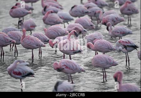 (220605) -- WALVIS BAY, 5. Juni 2022 (Xinhua) -- Flamingos werden am 5. Juni 2022 in Walvis Bay in Namibia gesehen. (Xinhua/Chen Cheng) Stockfoto