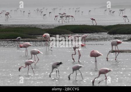 (220605) -- WALVIS BAY, 5. Juni 2022 (Xinhua) -- Flamingos werden am 5. Juni 2022 in Walvis Bay in Namibia gesehen. (Xinhua/Chen Cheng) Stockfoto