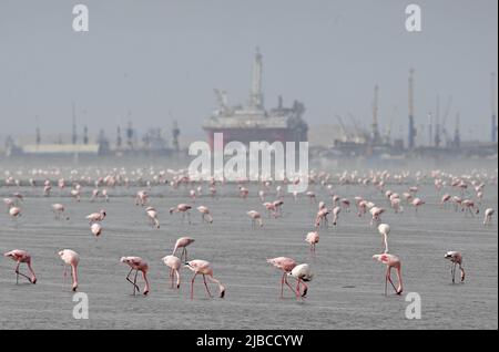 (220605) -- WALVIS BAY, 5. Juni 2022 (Xinhua) -- Flamingos werden am 5. Juni 2022 in Walvis Bay in Namibia gesehen. (Xinhua/Chen Cheng) Stockfoto