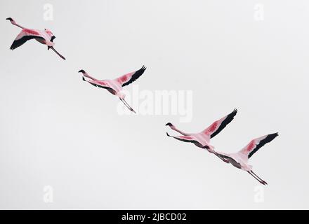 (220605) -- WALVIS BAY, 5. Juni 2022 (Xinhua) -- Flamingos werden am 5. Juni 2022 in Walvis Bay in Namibia gesehen. (Xinhua/Chen Cheng) Stockfoto