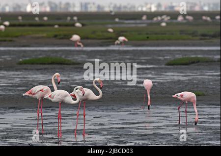 (220605) -- WALVIS BAY, 5. Juni 2022 (Xinhua) -- Flamingos werden am 5. Juni 2022 in Walvis Bay in Namibia gesehen. (Xinhua/Chen Cheng) Stockfoto