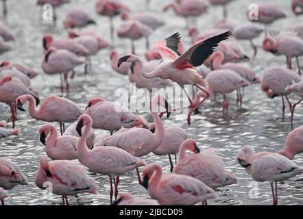 (220605) -- WALVIS BAY, 5. Juni 2022 (Xinhua) -- Flamingos werden am 5. Juni 2022 in Walvis Bay in Namibia gesehen. (Xinhua/Chen Cheng) Stockfoto