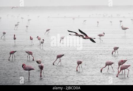 (220605) -- WALVIS BAY, 5. Juni 2022 (Xinhua) -- Flamingos werden am 5. Juni 2022 in Walvis Bay in Namibia gesehen. (Xinhua/Chen Cheng) Stockfoto