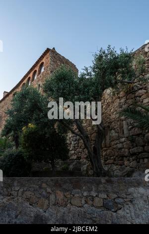 Mittelalterlicher Palast im mittelalterlichen Dorf von Kumpels an der costa brava mit einem Olivenbaum Stockfoto