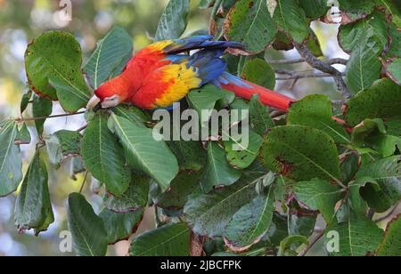 Scharlachrote Aras (Ara macao macao), Erwachsene, die sich am Fruchtbaum der Osa-Halbinsel ernähren, Costa Rica März Stockfoto