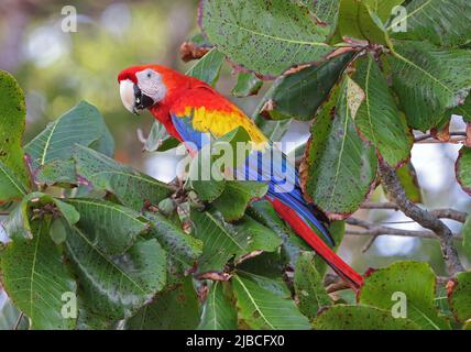 Scharlachrote Aras (Ara macao macao), Erwachsene, die sich am Fruchtbaum der Osa-Halbinsel ernähren, Costa Rica März Stockfoto
