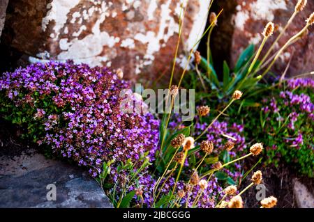 Wilder Thymian an an der Antrim Coast in Nordirland. Stockfoto