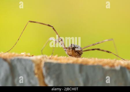 Langbeinige Spinne Makro-Foto auf einem Holzhackschnitzel. Stockfoto