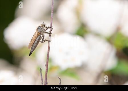 Raubfliege (Asilidae) auf einem Pflanzenmakro-Foto. Stockfoto