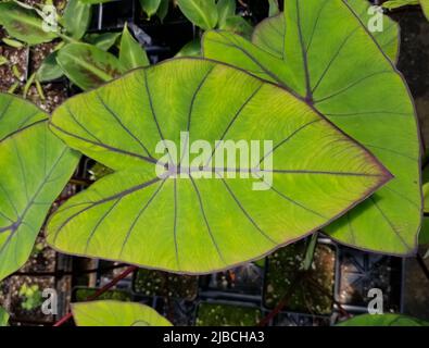 Schönes Blatt des Colocasia Blue Hawaiian Elephant Ohres Stockfoto