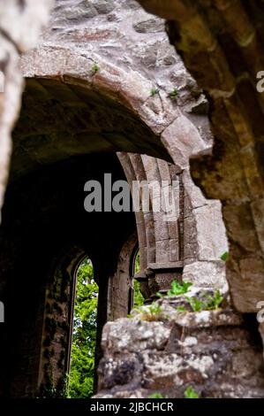 Ruinen der Boyle Abbey in County Roscommon, Irland. Stockfoto