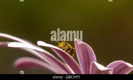 Pollenbedeckter Käfer auf einer Gänseblümchen-Blume. Stockfoto