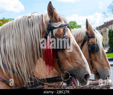 Pferdekopf in Gurt Nahaufnahme . Stockfoto