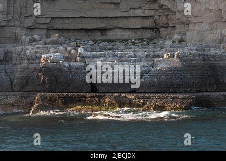 Brütende Heringsmöwen (Larus argentatus), eine Brutkolonie für Heringsmöwen an der felsigen Jurassic Coast in Dorset, England, Großbritannien Stockfoto