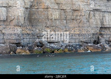 Brütende Heringsmöwen (Larus argentatus), eine Brutkolonie für Heringsmöwen an der felsigen Jurassic Coast in Dorset, England, Großbritannien Stockfoto