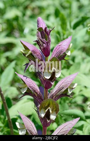 Die langblättrige Bärenbreche Acanthus hungaricus blüht im Juni in einem Garten. Nahaufnahme. Stockfoto