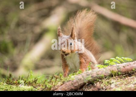 Rotes Eichhörnchen in den Yorkshire Dales Stockfoto